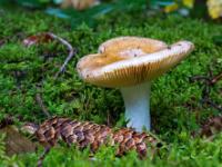 Hellbrauner Pilz mit nach oben gewölbtem Hut und Zapfen davor